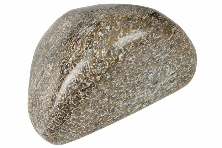 Polished Dinosaur Bone (Gembone) - Morocco #190008